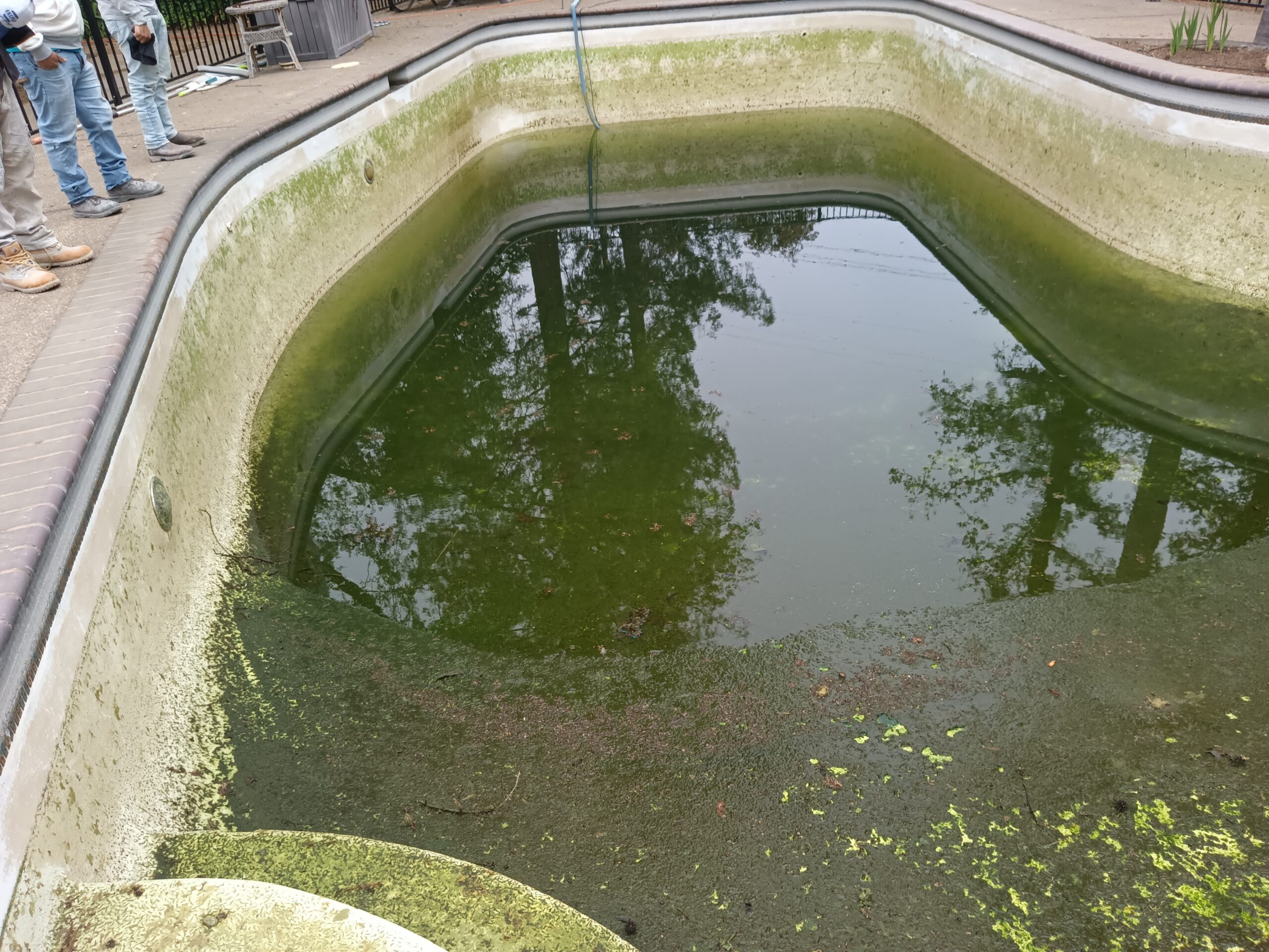 Dirty pool before remodeling with algae and stains